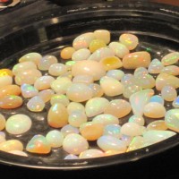 opal dear