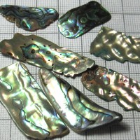 Paua shells