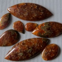 Amonite, cabochons