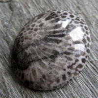 Bryozoan - fosílie
