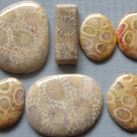 Fossil coral Indonesia