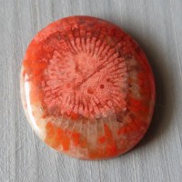 Fossil coral Red Horn, USA