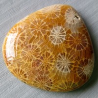 Fossil coral Indonesia