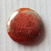 Fossil coral Red Horn, USA