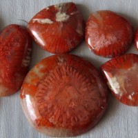 Fossil coral Red Horn, USA