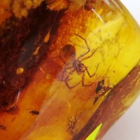 Amber with insects