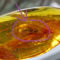 Amber with insects