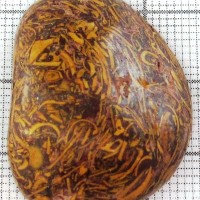 Snake Jasper (Shell Limestone)