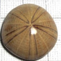 fossil urchin