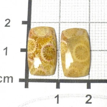 Fossil Coral, Indonesia, Cabochons, Couple # 6 | www.sperkove-kameny.cz