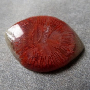 Red Horn fosilní korál USA, kabošon č.3