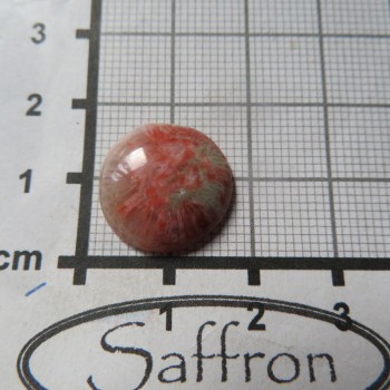 Red Horn Fossil