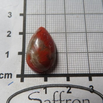 red horn fossil 