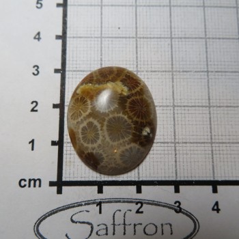 fossil coral