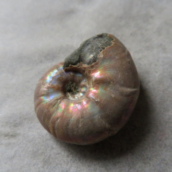 Ammonite with mother-of-pearl No.9