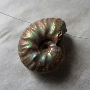 Ammonite with mother-of-pearl No.10, drilled
