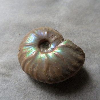 Ammonite with mother-of-pearl No.12, drilled