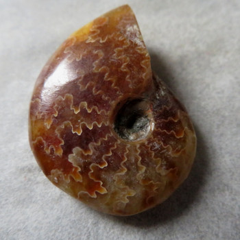Polished ammonite no.01