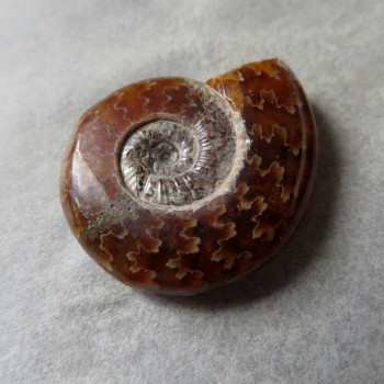 Polished ammonite No.03
