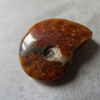 Polished ammonite no.05