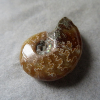 Polished ammonite no.06