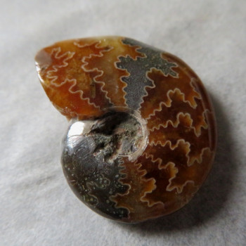 Polished ammonite No.08