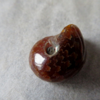 Polished ammonite no.015
