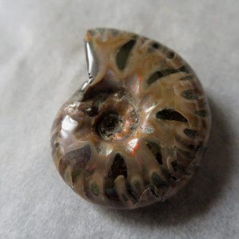Polished ammonite No.016