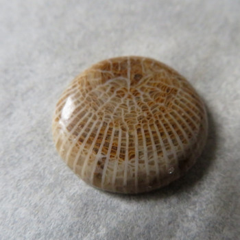 Fossil coral, Morocco, cabochon no.5