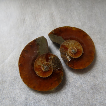 Ammonite polished pair no.3