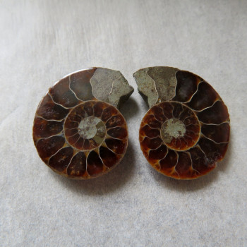 Ammonite polished pair no.7