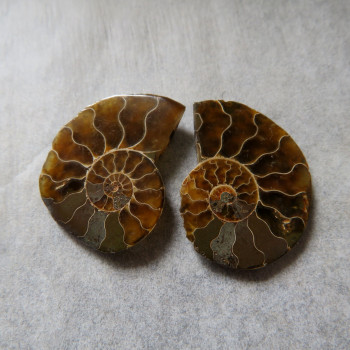 Ammonite polished pair no.9