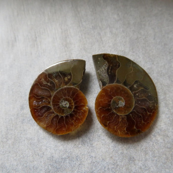 Ammonite polished pair no.12