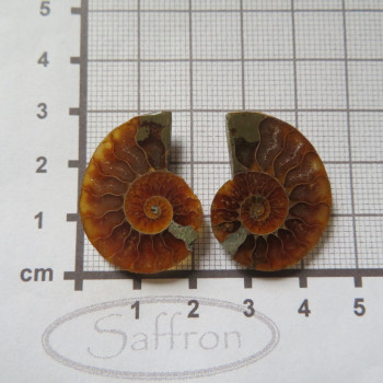 ammonite