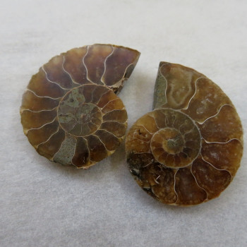 Ammonite polished pair no.01