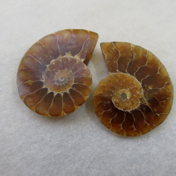 Ammonite polished pair no.02