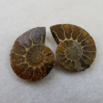 Ammonite polished pair no.03