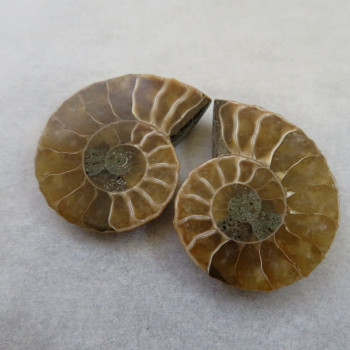 Ammonite polished pair no.04