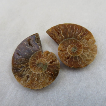 Ammonite polished pair no.013