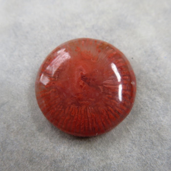 Red Horn fossil coral USA, cabochon no.1
