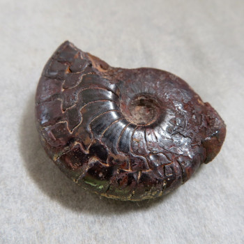 Goniatite/hematite ammonite, No. 3