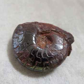 Goniatite/hematite ammonite, No. 7