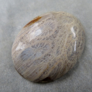 Fossil coral, Indonesia, cabochon no.3