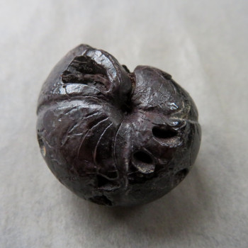 Goniatite/Hematite Ammonite, No. 01