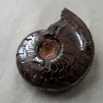 Goniatite/Hematite Ammonite, No. 02