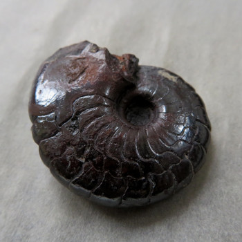 Goniatite/Hematite Ammonite, No. 03