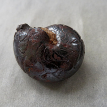 Goniatite/Hematite Ammonite, No. 04