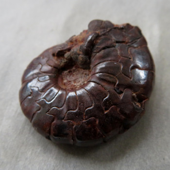 Goniatite/Hematite Ammonite, No. 05