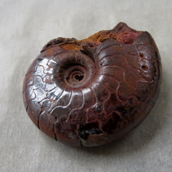 Goniatite/Hematite Ammonite, No. 06