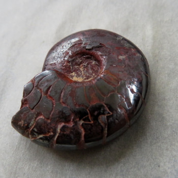 Goniatite/Hematite Ammonite, No. 07